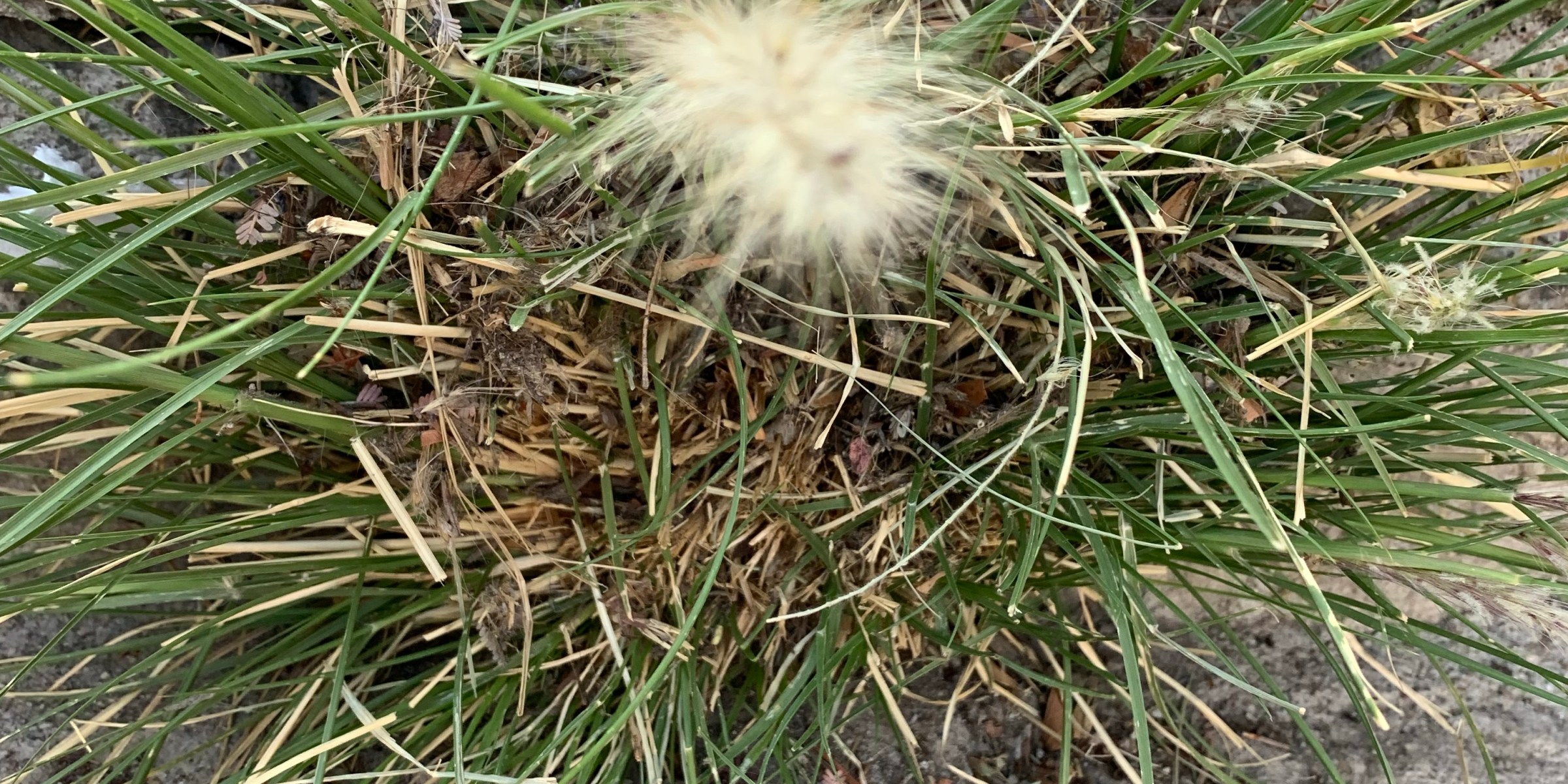 nature, cosmos, god, universe, intentions, thoughts